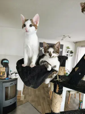 Kittten suchen ein neues Zuhause 