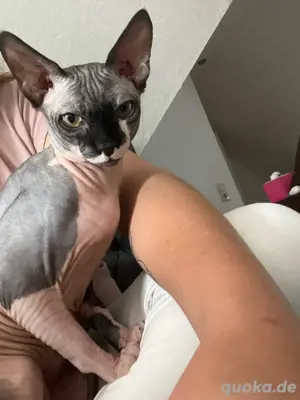 sphynx katze  Bild 2