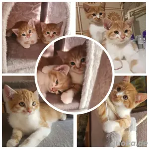 noch 2 süsse Main Coon BKh mix Katerchen