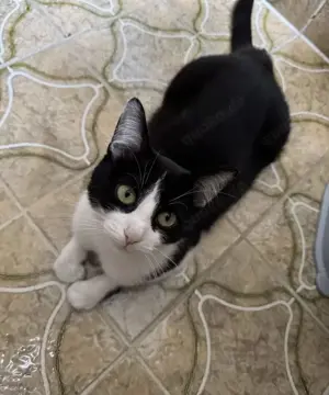 EKH Mix Katze sucht neues Zuhause 