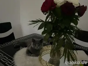 deckkater gesucht 