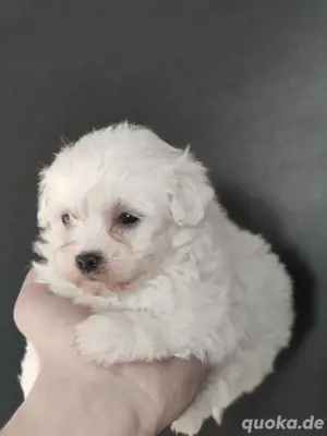 Bichon Malteser