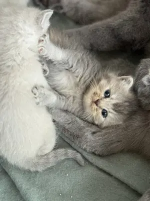 Bkh Katzenbaby