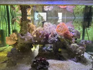 meerwasser Einsiedler seeigel clownfisch anemone