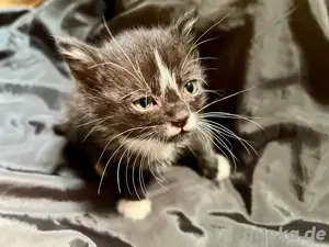 Katzenbabys