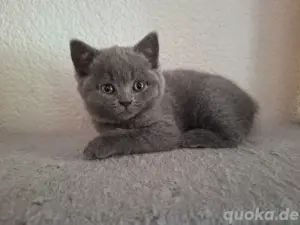 Britisch Kurzhaar Kitten, BKH Kitten 