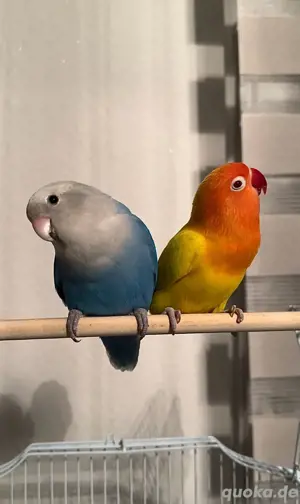 lovebird Agarponiden Unzertrennliche Vogel zahm paar 