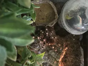 Acanthoscurria Geniculata (m, Nachzucht 2021) sucht Zuhause