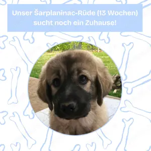 Sarplaninac-Welpe sucht neues Zuhause (Hirtenhund, Herdenschutzhund, Schäferhund)
