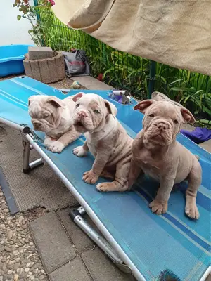 Letzte 5 Old Englische Bulldogge,english Bulldog Welpen, OEB Welpen, mit Ahnentafel. Abgabebereit.