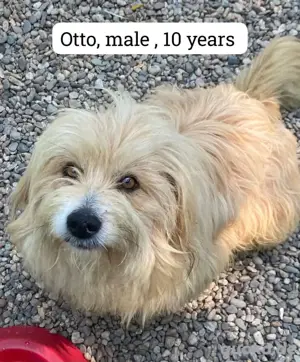Opi Otto sucht dringend ein Zuhause 
