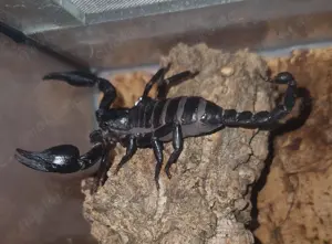 0.1 Heterometrus laoticus 
