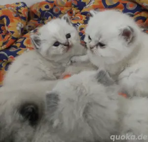 BKH Kitten mit Zubehör 