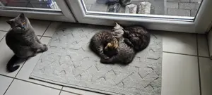 Kleine katzenbabys sucht liebevolles Zuhause 