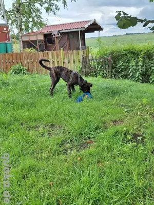 Cane Corso Mix zu vermitteln