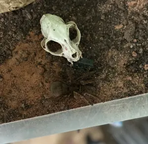 Theraphosa stirmi (m, Zucht aus 2020) sucht neuen Halter