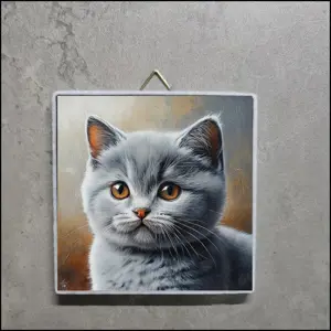 BKH Kitten Bild, BKH Kitten Foto, BKH Kitten Portrait, British Kurzhaar Kitten Bild 