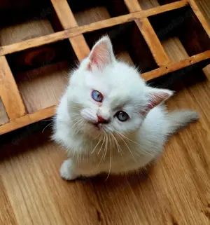 Kitten Britisch Kurzhaar 