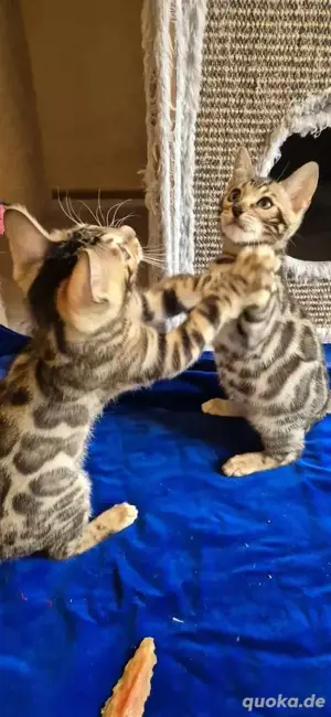 Bengal Kitten mit Stammbaum    