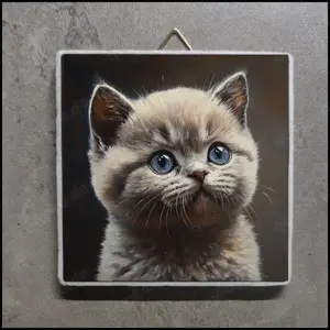 BKH Kitten Bild, BKH Kitten Foto, BKH Kitten Portrait, British Kurzhaar Kitten Bild 