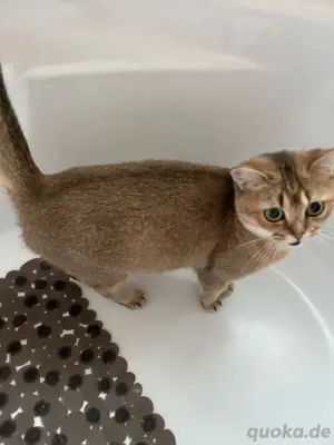 britisch kurzhaar Katze 