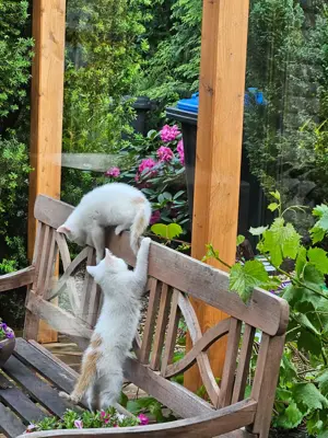 Katzenbabys zu vergeben 