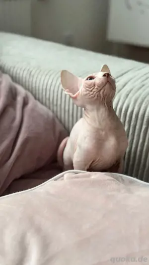  Sphynx Kätzchen