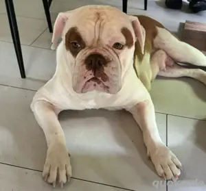 american bulldoge 