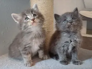 Zauberhafte norwegische Waldkatzen Kitten 