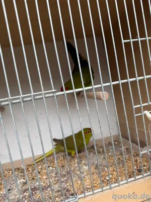 pärchen ziegensittiche abzugeben 