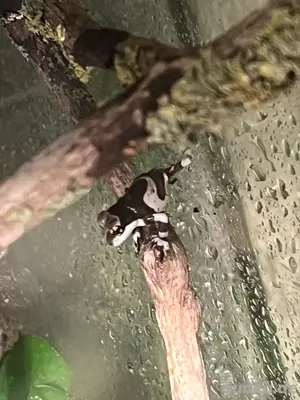 Baumhöhlenlaubfrosch 