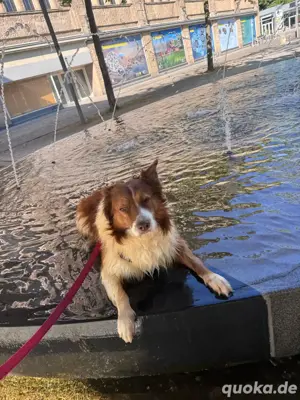 Hund dringend abzugeben 