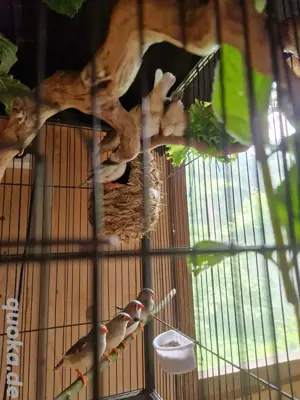 Zebrafinken abzugeben