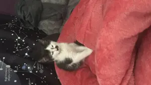 Kitten in liebevolle Hände abzugeben
