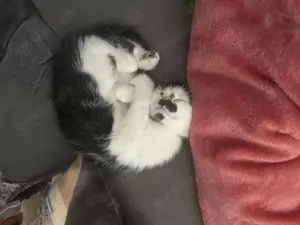 Kitten in liebevolle Hände abzugeben