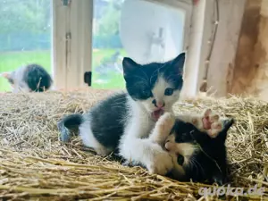 Katzenbabys,Kitten,Kater