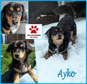 Ayko sucht seine Herzensfamilie....