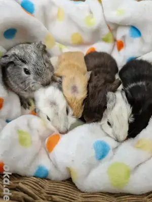 Meerschweinchen abzugeben
