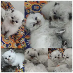 BKH Kitten mit Zubehör  Bild 1