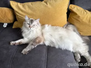 wunderschöner katze 