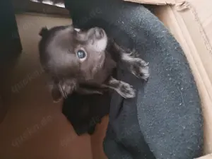 2 Hunde Weibchen 