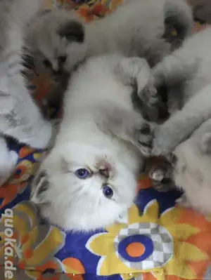 BKH Kitten mit Zubehör  Bild 2