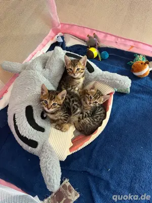Liebevolle Kitten zu verkaufen