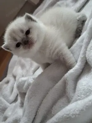 BKH Kitten ( Abgabe mitte August )