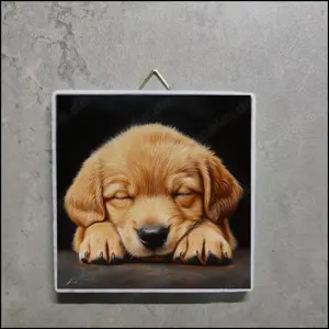 Bild Retriever Welpe, Foto Retriever Welpe, Retriever Deko, Retriever Portrait