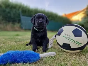 wunderschöne Labrador Retriever Welpen abzugeben!*