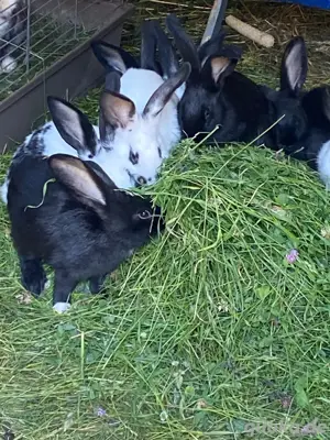 Deutsche Riesen Hase Kaninchen Bock Hasen Baby 