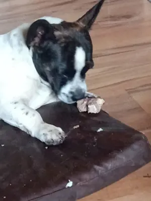 Grisu sucht ein neues Zuhause 