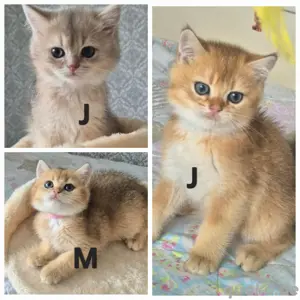 BKH Kitten 