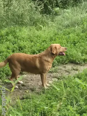 Aussiedor Hündin 3 jahre alt. Bild 2